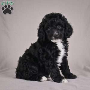 cooper, Cockapoo Puppy